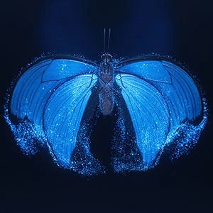 Template Thumb Image