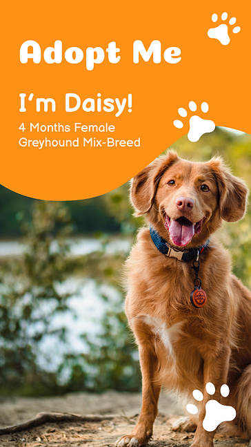 Dog Themed Variety Designs