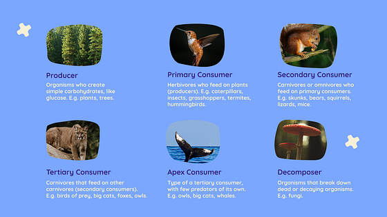 Natural Science Class Slides