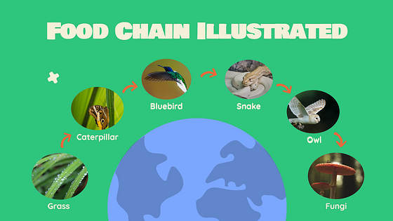 Natural Science Class Slides