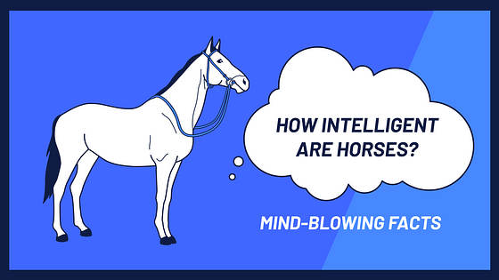 Education YouTube Thumbnail Variety Pack