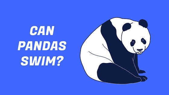 Education YouTube Thumbnail Variety Pack