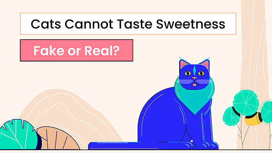 Kit Variado de Miniaturas