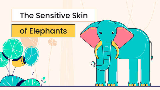 Kit Variado de Miniaturas