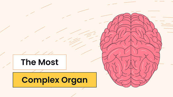 Kit Variado de Miniaturas