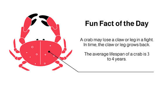 Food Slides Presentation