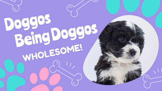 Puppy Vlogs Promo Pack