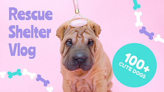 Puppy Vlogs Promo Pack