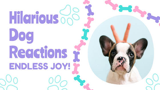 Puppy Vlogs Promo Pack