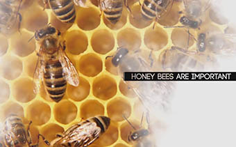 Template Thumb Image