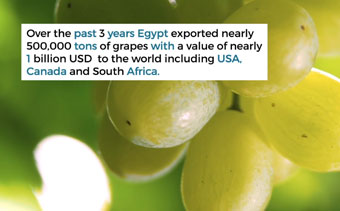 Template Thumb Image