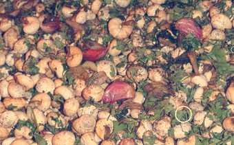 Template Thumb Image