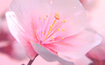 Template Thumb Image