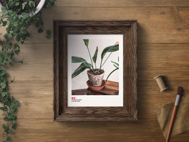 Picture Frame With a Plant and a Brush