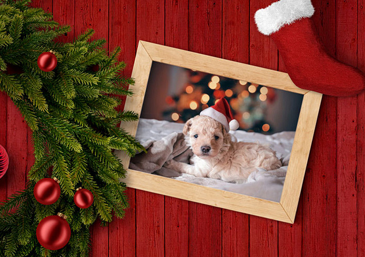 Christmas Frame Mockups