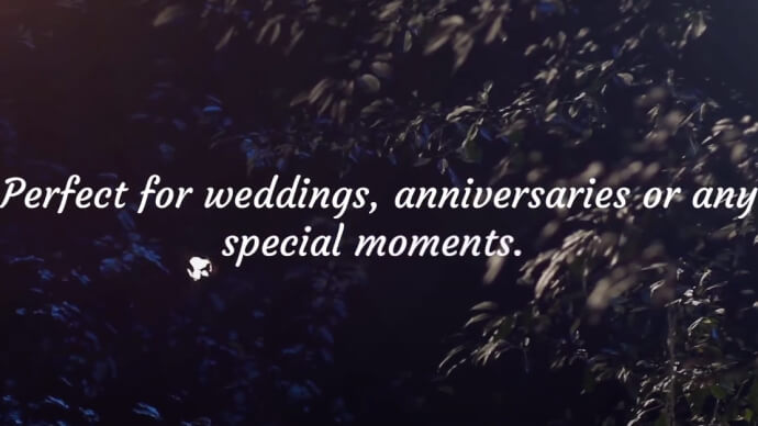 Romantic Evening Photo Gallery